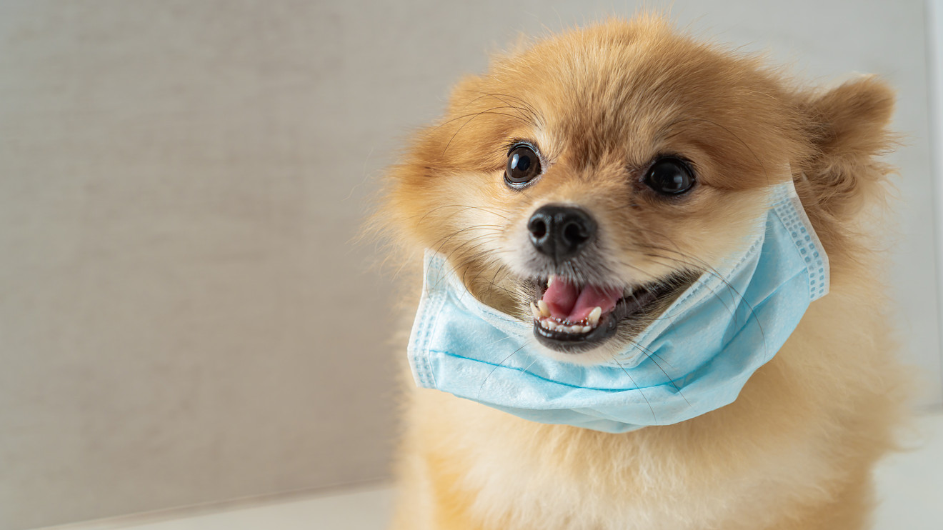 Inverted Relationships Humans and Dogs in the Times of Coronavirus